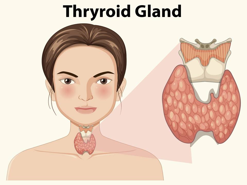 thyroid