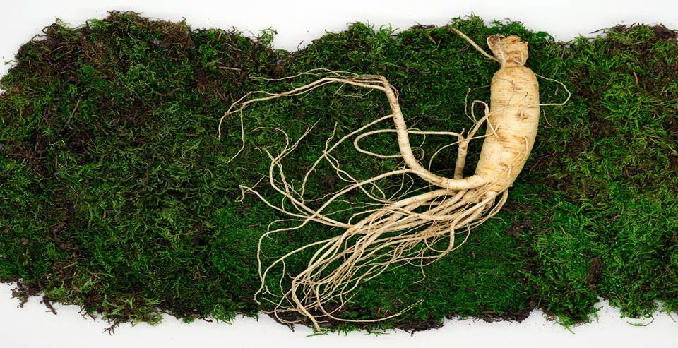 Korean Ginseng
