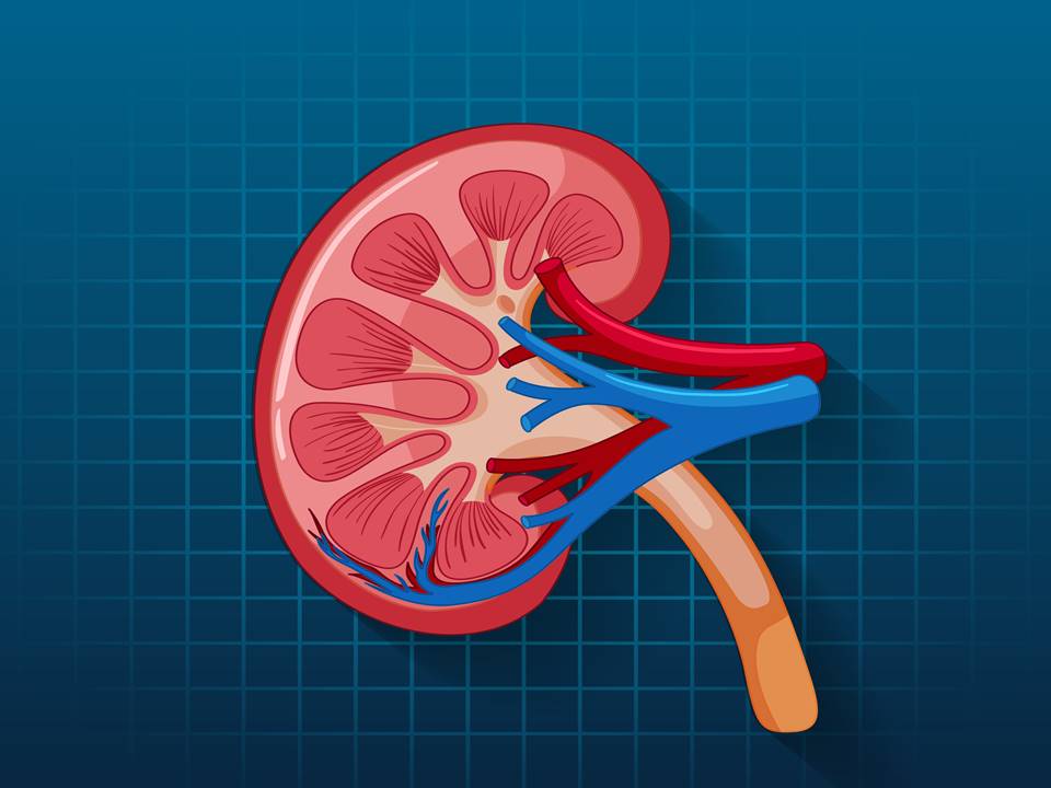 Best Supplements for Kidney Health