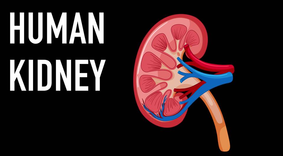 Chronic Kidney Disease