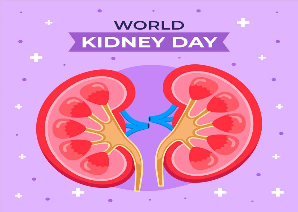 Best Fruits for Kidney Health