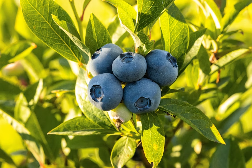 Fruits for Children